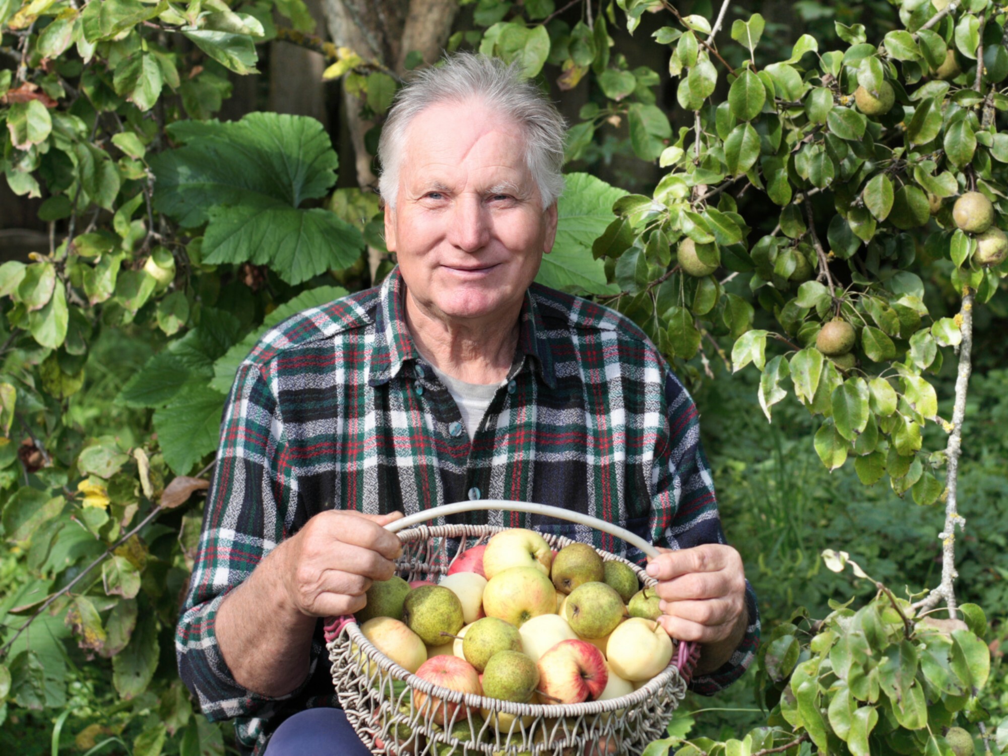 Older man with newly picked fruit