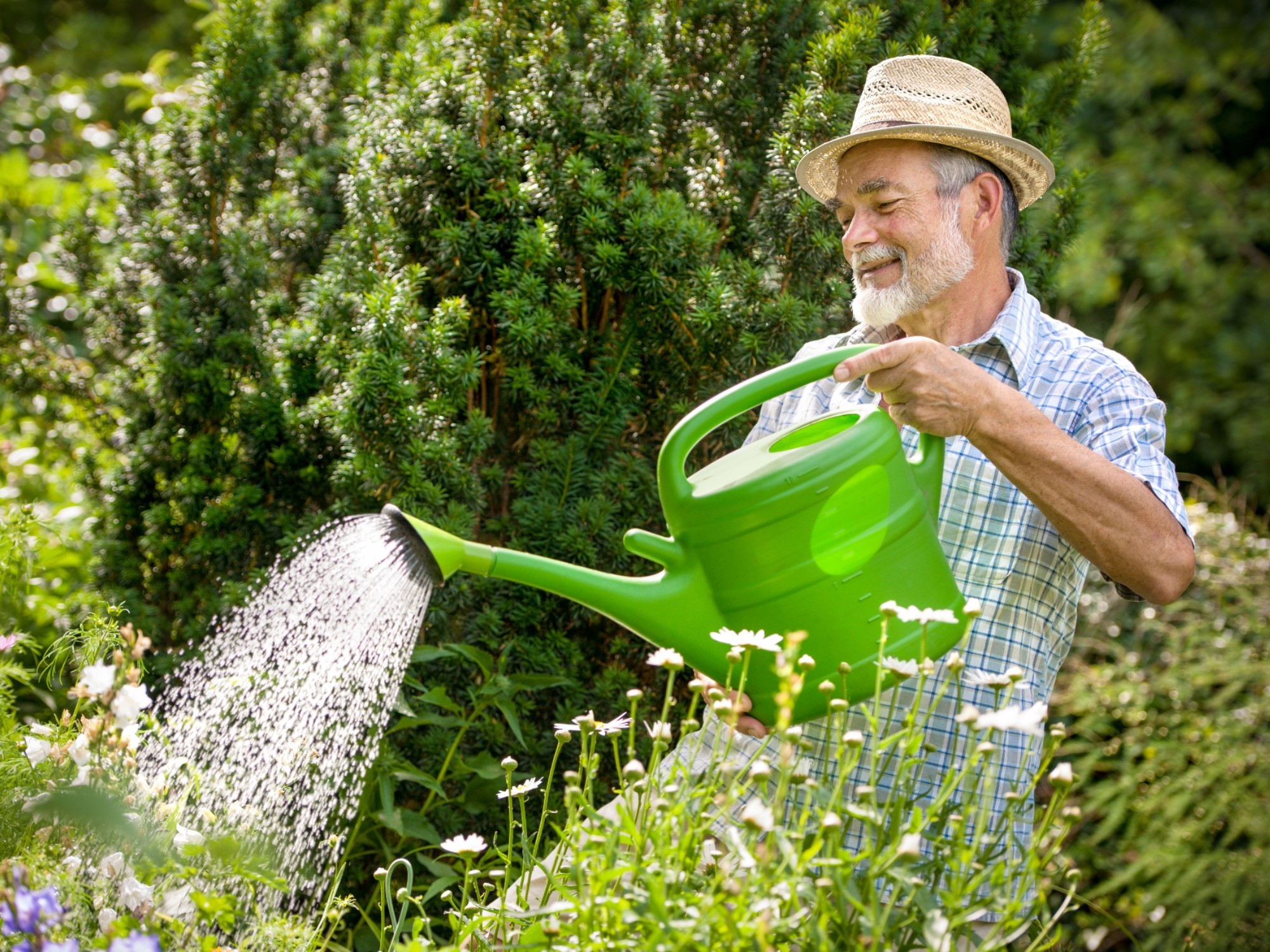 Older man watering his garden